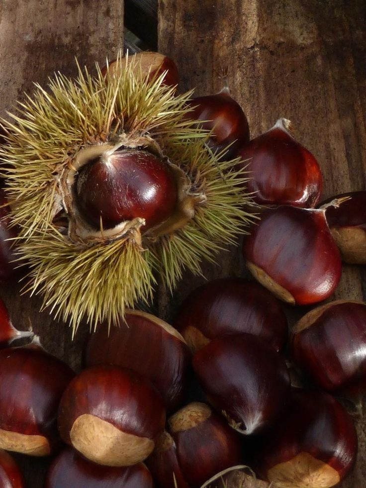 Kestane Şekeri